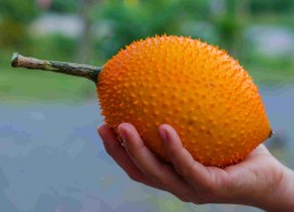gac-fruit-03a