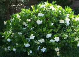 gardenia-florida-assignment-800x800