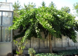ginkgo-dvulopastnyj-4