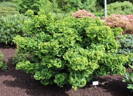 ginkgo-dvulopastnyj-5
