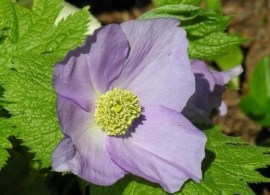 glaucidiumpalmatum