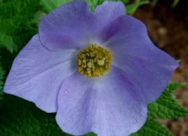glautsidium-palchatyj-glaucidium-palmatum1-350x350