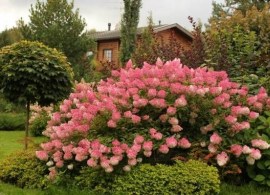 gortenziya-metelchataya-klubnichnaya-vanilhydrangea-paniculata-vanille-fraise1