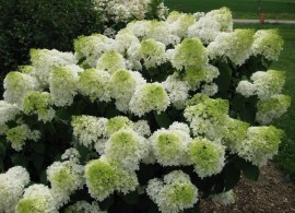 gortenziya-metelchataya-silver-dollar-hydrangea-paniculata-silver-dollar-kust.jpg