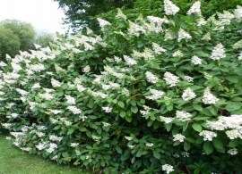 gortenziya-metelchataya-tardiva-hydrangea-paniculata-tardiva-kust.jpg