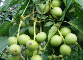 greckiy-oreh-kocherzhenko_19ceddc2d4bf5d5_800x600