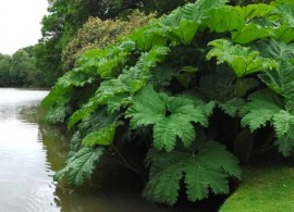 gunnera-manicata-giant-rhubarb-plant5