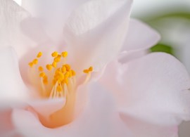 hagoromo-camellia-060418-min