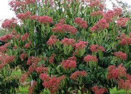 heptacodium-miconioides-multi-stem-3
