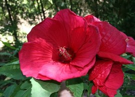 hibiscus-moscheutos-«fireball»-gibiskus-bolotnyj-«fireball»