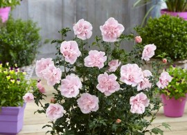 hibiscus-pink-chiffon-1-visi134815-x750