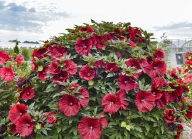 hibiscus_blackberry_merlot_pp33498_0000_high_res