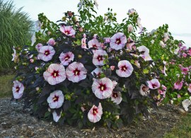 hibiscus_perfect_storm_cjw15_9