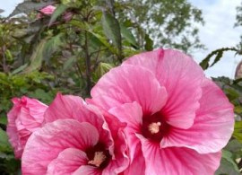 hibiscus_pink-candy_3321_01