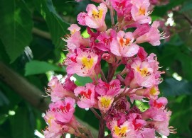 horse-chestnut-2342722_960_720