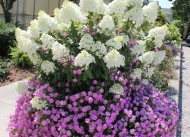 hortensja-bukietowa-bobo-hydrangea-paniculata