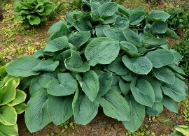 hosta-elegans_5