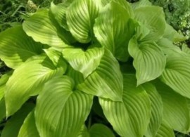 hosta-grandiflora_17