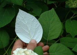 hyd-arb-sub-radiata-samantha-foliage2