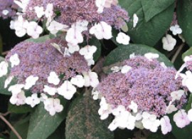 hydrangea-aspera-sargentiana-111