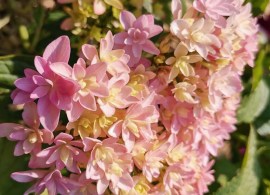 hydrangea-macrophylla-stellar-pink