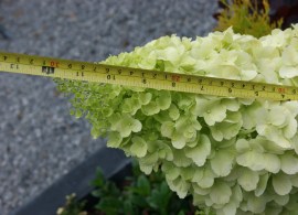 hydrangea-paniculata-polar-bear-2