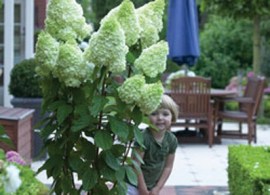 hydrangea-paniculata-«magical-moonlight»-kolmagimo-gortenziya-metelchataya-«magical-moonlight»-2