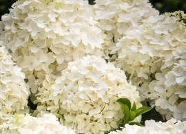 hydrangea-white-wedding-1-edit