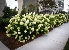 hydrangea-white-wedding-3