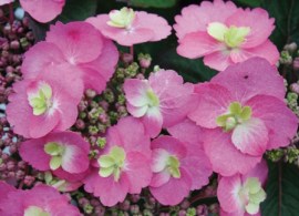 hydrangea_cotton_candy_1