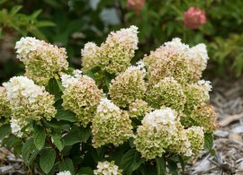 hydrangea_pan_little_hottie_cbailey2(1)