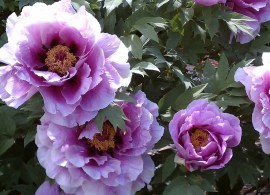 imag02517