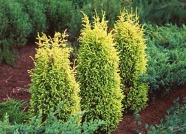 image002-25