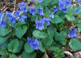 images27