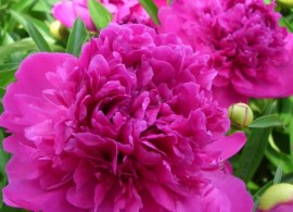 images84