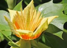 images8
