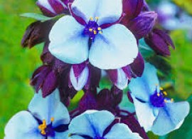 images93