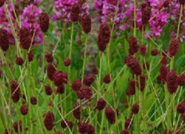 images98