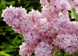 images_cms-image-000045397