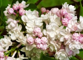 images_cms-image-000045404