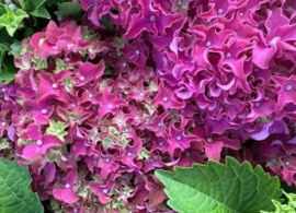 img_5869-300x300
