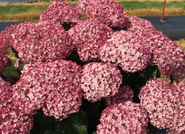 incrediball_blush_hydrangea_blooms