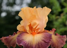 iris-brazilian-art