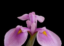 iris-laevigata-rose-queen-dawn-black