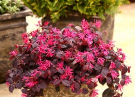 jazz_hands_dwarf_pink_loropetalum-1