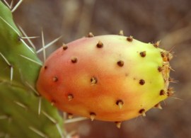 kaktus-mrozoodporny-cylindropuntia-imbricata-11