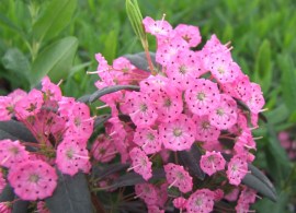 kalmia_angustifolia