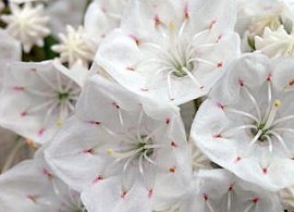 kalmia_latifolia_eskimo