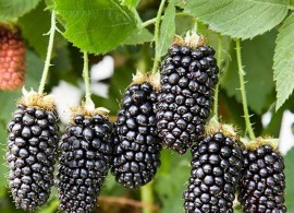 karaka-black-1