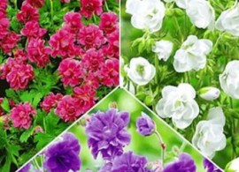 kollektion-winterharte-geranien_von_baldur-garten_auf-blumen-de